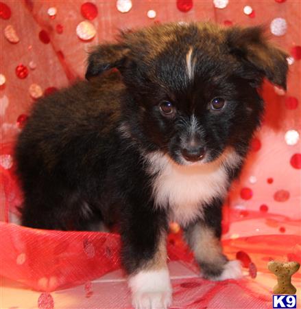 Miniature Australian Shepherd